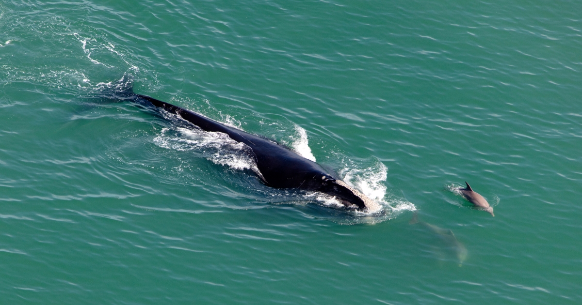 FarSounder North Atlantic right whale