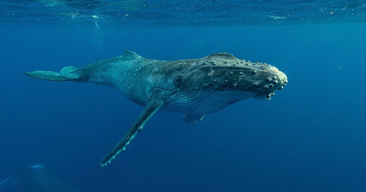 FarSounder humpback whale