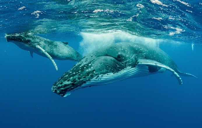 Humpback Whales 1