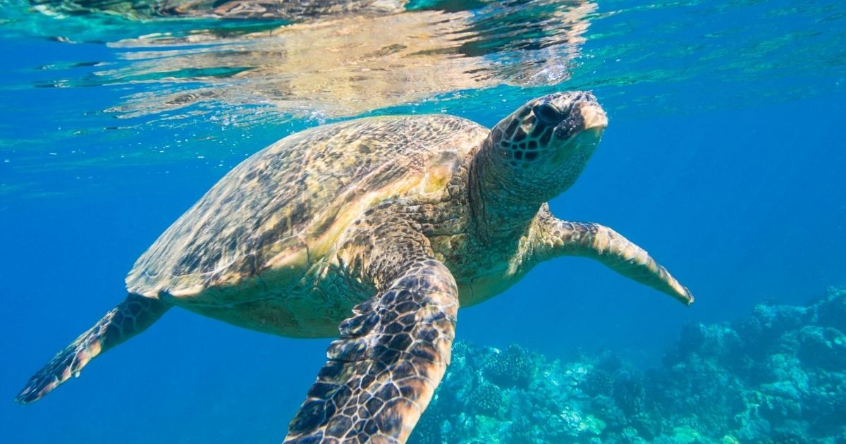 Kijal Save Xxx Video - How to Rescue Entangled Turtles at Sea | OnboardOnline
