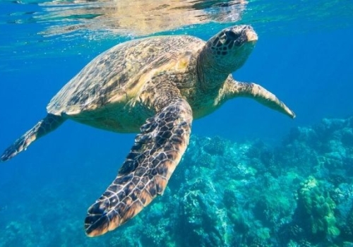 500px x 350px - How to Rescue Entangled Turtles at Sea | OnboardOnline