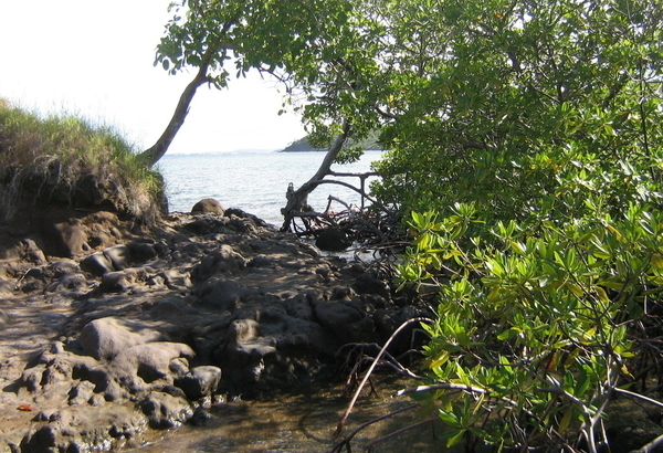 06 Mangrove Dubuc martinique wikimedia commons
