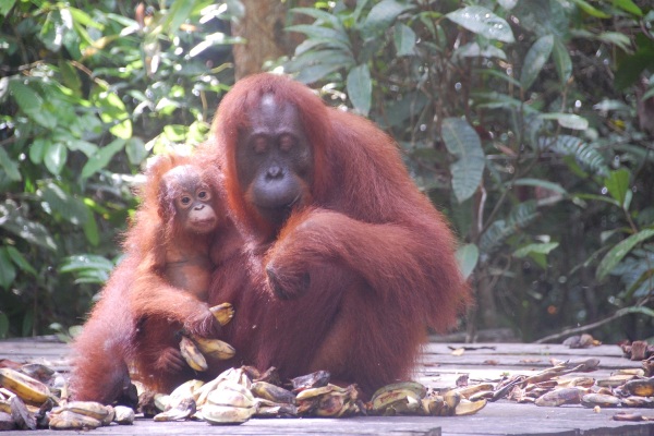 1 LR Orangutans APS Indonesia