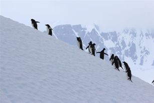 Antarctic penguins on slope Copie