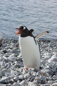 Antarctic talking penguin2