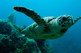 Hawksbill Turtle BVI wikimedia 3