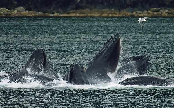Humpback Whales Bubble Net Feeding Alaska Wikipedia