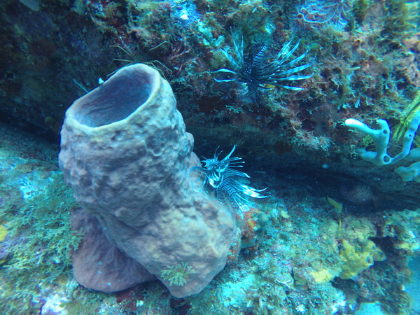 Mission Ocean lionfish