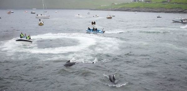 Rounding Up Pilot Whales Faroe Islands