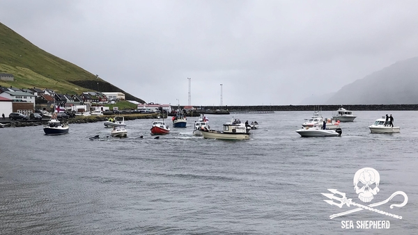 Sea Shepherd Faroe Islands