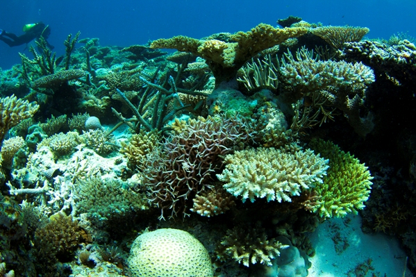 The reef has regenerated after past bleaching episodes