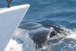 Douce France whale tail