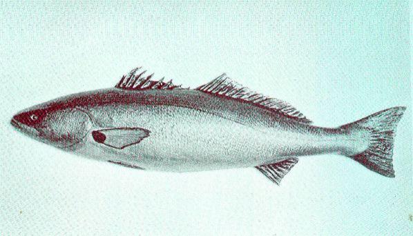 White Sea Bass 600