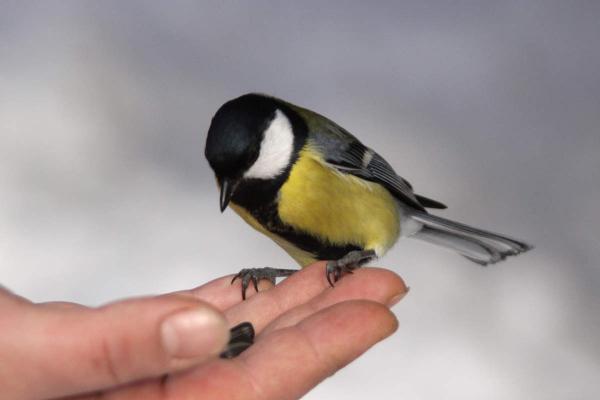 The titmouse on hand 1268650458 36