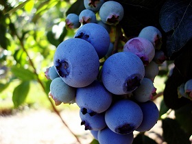blueberries 280px