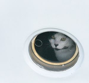 cat in porthole 300