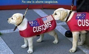 customs dogs resized