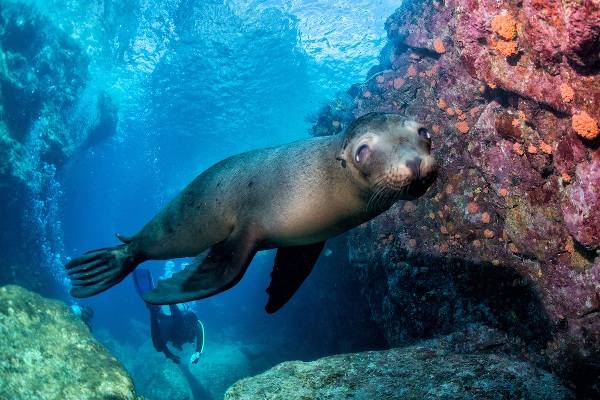 galapagos luxury yacht charter 1 diving with seals