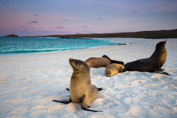galapagos luxury yacht charter 6 sealions