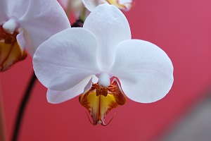 orchid 300