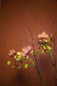 orchids background 200