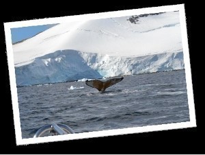 postcard whale 300x3