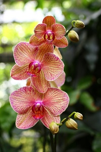 profile orchids 200