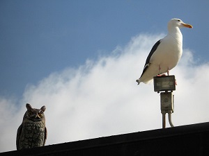seagull and owl 300
