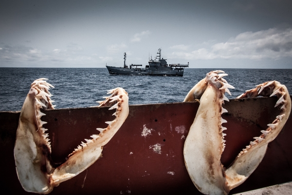 shark jaws Tara Lambourne Sea Shepherd 4